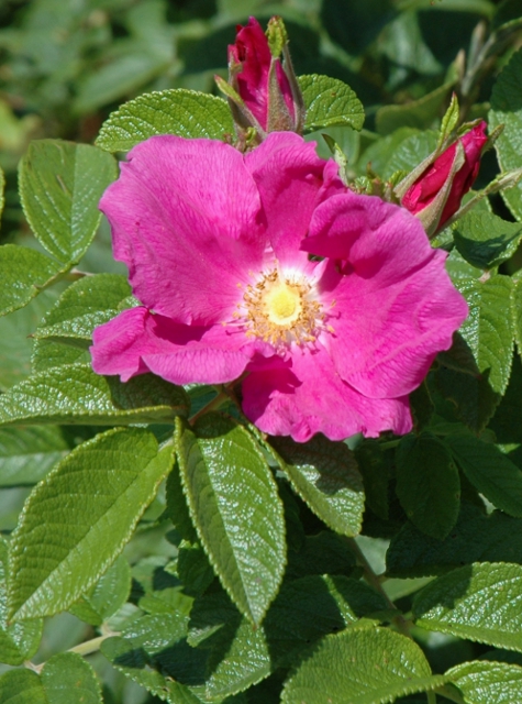 Rosa-rugosa.jpg