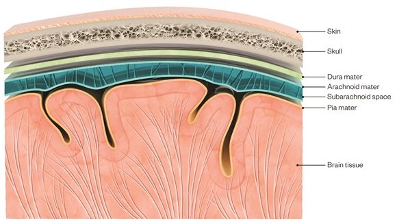 A-brain-and-skull-cross-section-showing-the-different-anatomical-layers-Source-Claus