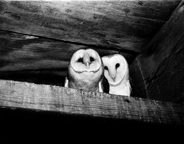 owls_increase_and_diffusion