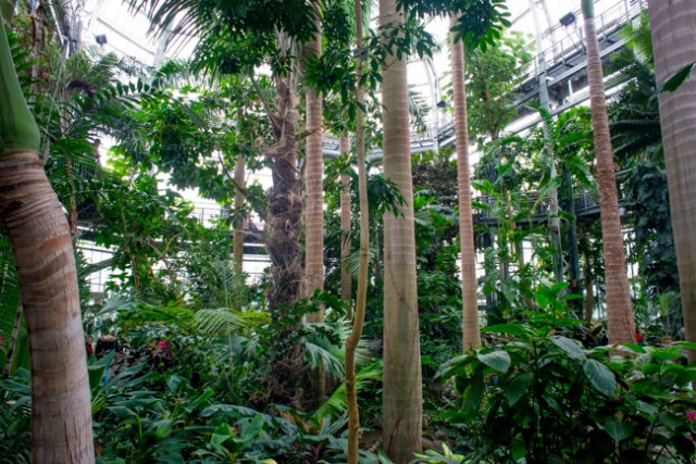 US Botanic Garden - Jungle